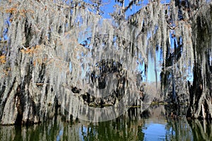 Lake Martin swamp in Breaux Bridge Louisiana photo