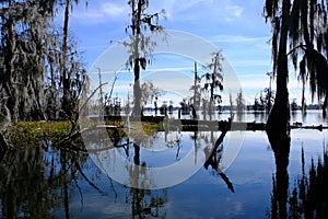 Lake Martin swamp in Breaux Bridge Louisiana photo