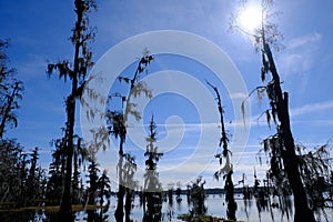 Lake Martin swamp in Breaux Bridge Louisiana photo