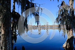 Lake Martin swamp in Breaux Bridge Louisiana