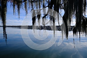 Lake Martin swamp in Breaux Bridge Louisiana photo