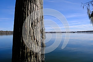 Lake Martin swamp in Breaux Bridge Louisiana photo