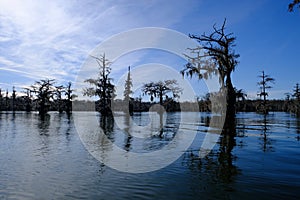 Lake Martin swamp in Breaux Bridge Louisiana photo