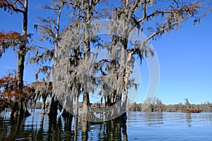 Lake Martin swamp tree house in Breaux Bridge Louisiana photo