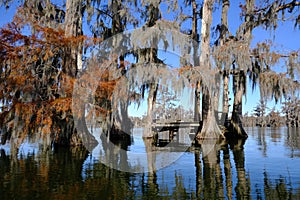 Lake Martin swamp tree house in Breaux Bridge Louisiana photo