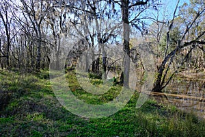 Lake Martin trail in Louisiana