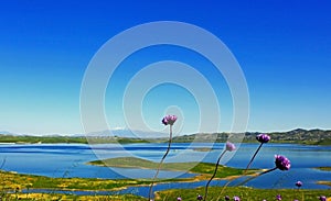 Lake Mathews landscape, Blue dicks flowers blooming by the lake