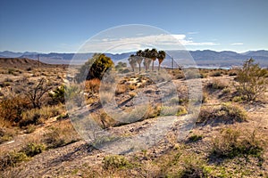 Lake Mead Desert Spring Landscape