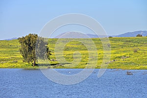 Lake and meadows in golan Heights