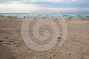 Lake Michigan beach and a gull at Silver Beach County Park at St. Joseph Michigan