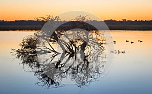 Lake Monger at Dawn