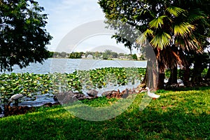 Lake Morton and the city center of lakeland Florida