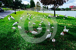 Lake Morton and the city center of lakeland Florida