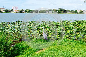 Lake Morton and the city center of lakeland Florida