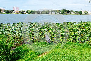 Lake Morton and the city center of lakeland Florida photo