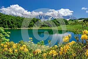 Lake in the mountains with flowers in the foreground. Lake Huko, Caucasus