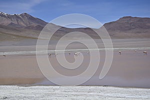 Lake between the mountains, with pink flamingo. Off-road tour on the salt flat Salar de Uyuni in Bolivia