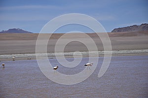 Lake between the mountains, with pink flamingo. Off-road tour on the salt flat Salar de Uyuni in Bolivia