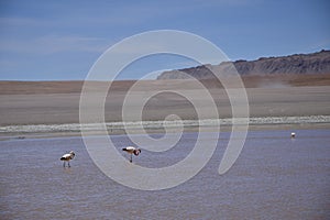 Lake between the mountains, with pink flamingo. Off-road tour on the salt flat Salar de Uyuni in Bolivia