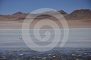 Lake between the mountains, with pink flamingo. Off-road tour on the salt flat Salar de Uyuni in Bolivia