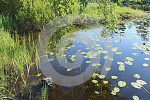 The lake at the Museum of Korela fortress in Priozersk Leningrad region, Russia