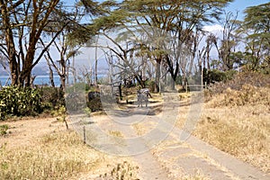 Lake Naivasha - Crescent Island - Zebra family herd blocks the trail path for tourists to go on a walking safari