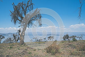 Lake Naivasha - scenery on Crescent Island, where tourists can go on walking safaris photo