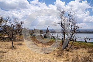 Lake Naivasha - walking trail scenery on Crescent Island, where tourists can go on walking safaris in Kenya