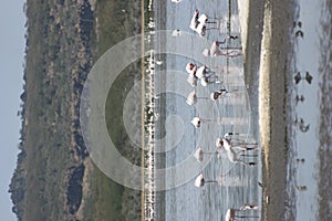 Lake nakuru