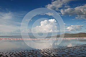 Lake nakuru landscape with many feeding Greater Flamingos, Kenya