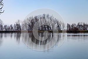 Lake Water Surface Reflection of winter trees