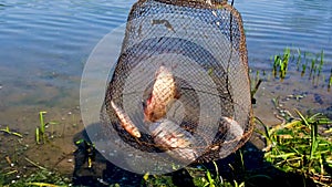 Lake nature fishing man catches fish. Selective focus.