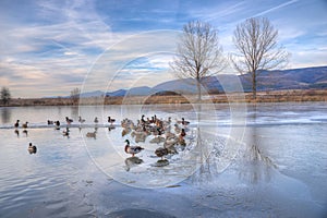 Lake near Godech, Bulgaria - winter picture