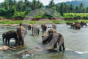 Lake near a grassy shore with elephants walking around