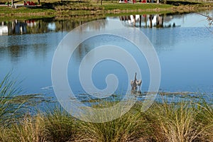 A lake in a neighborhood with an anhingha bird standing on a branch lake in a neighborhood with an anhingha bird standing on a