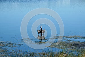 A lake in a neighborhood with an anhingha bird standing on a branch lake in a neighborhood with an anhingha bird standing on a