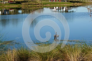 A lake in a neighborhood with an anhingha bird standing on a branch lake in a neighborhood with an anhingha bird standing on a