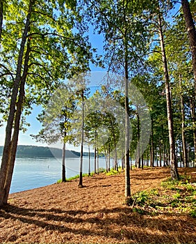 Lake Oconee Georgia trees