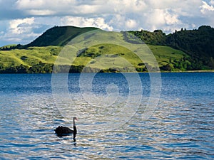 Lake Okatania NZ Black Swan Cygnus atratus