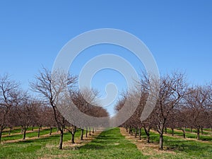 Lake Ontario NYS young Apple Orchards in April sunshine