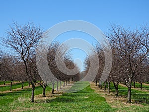 Lake Ontario southern shore Apple Orchards in NewYorkState in Apri