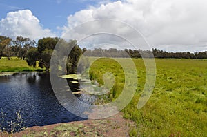 Lake in paddock with paperbark trees