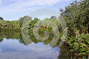 Lake with palm trees and dense foliage