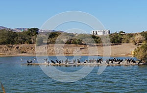 Lake in the park, cormorants resting near the water