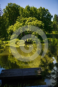 Lake in the Park among green trees and fields of dandelions.