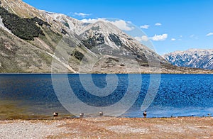 Lake Pearson / Moana Rua Wildlife Refuge located in Craigieburn Forest Park in Canterbury region, South Island of New Zealand