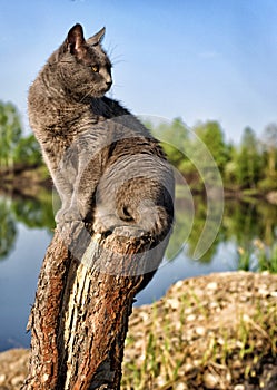 Lake pedigreed cat