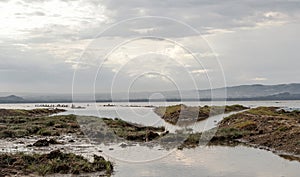 Lake with pelicans photo