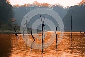 Lake, Periyar National Park, India photo