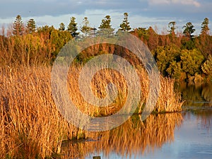 Lake Pertobe Warrnambool Australia